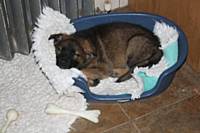 Seven-week-old puppy is sound asleep so we can leave him in his pen for the night - Puppy Diary: Raising a working dog 2014